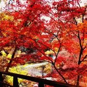 凛の画像