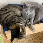 めみぞう
