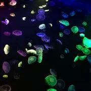 KNTの画像