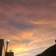 ハールの画像