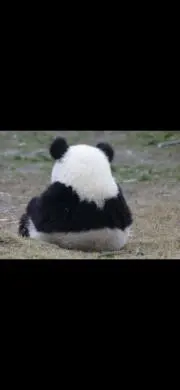 パンダ