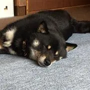 さくまっくす