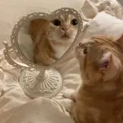 ⭐️の画像