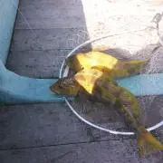 もちこの画像