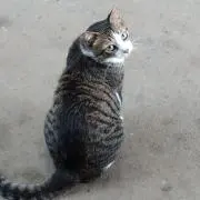 つよぽんの画像