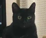 ラブキャットの画像