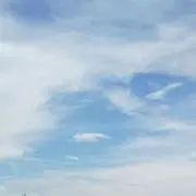 葵の画像