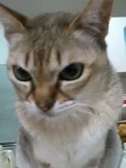 猫の画像