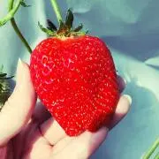 茶々丸の画像