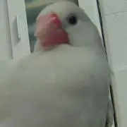 だっきーの画像