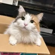 NOKO