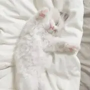 ruruの画像