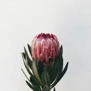 由う