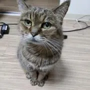 ミー子にゃんの画像