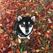 八朔の画像