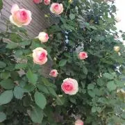 のんかのん