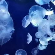 莢の画像