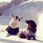 てむてむ