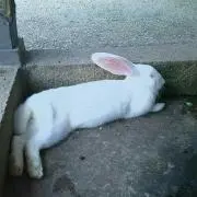 ぴょん＊プロフ必読 ＊の画像