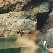 ののの画像