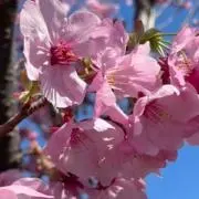 さぁし(在庫処分)の画像