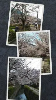 rakusaの画像