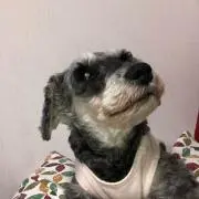 おはなのまま
