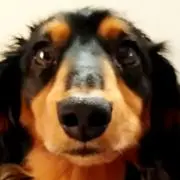 なつの画像