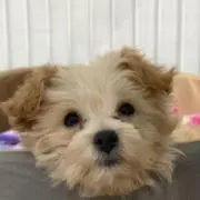 ま
