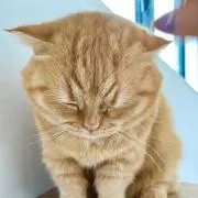 きなこ