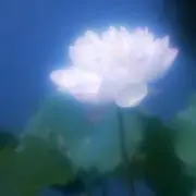 カムナ屋の画像