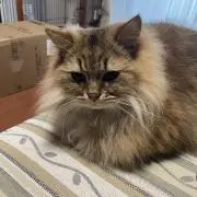 マイマイの画像
