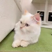mel