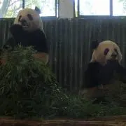 Pandaの画像