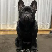 ゴマシオの画像