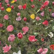 ナの画像