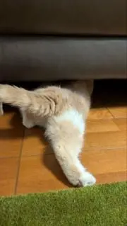 アンディ