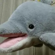 いるか