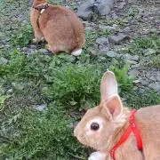 プロフ必読＊アリス＊おまとめ値引き