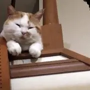 Rの画像