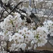 さっちの画像
