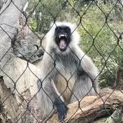ダロちゃん