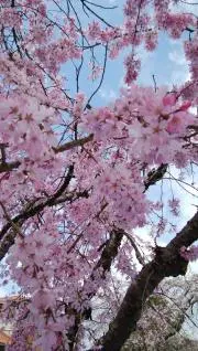 しらたまの画像