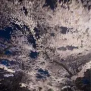 ヨシダ