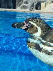 nrrの画像