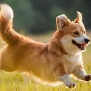 のの助。の画像