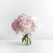 Miyusの画像