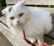 わかな