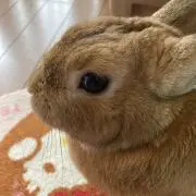 あゆみちゃんの画像