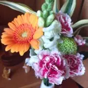 ハナの画像
